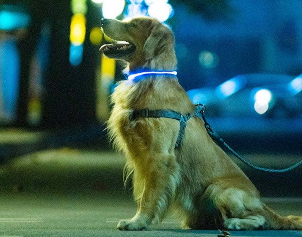 Dog Safety During Night Walks: Illuminate the Way with a Bright Idea
